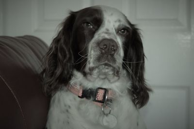 Portrait of dog at home