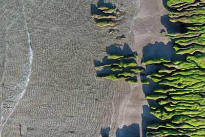 Close-up of ivy on wall