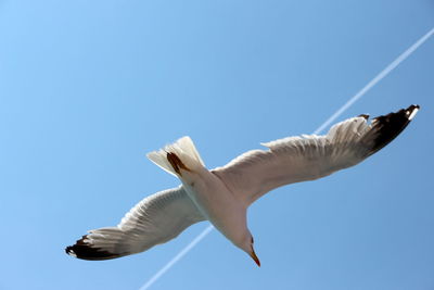 Low angle view of seagull flying