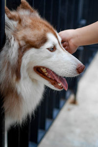 Close-up of hand holding dog