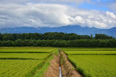 Scenic view of agricultural field against sky