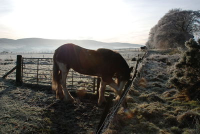 Horse grazing on landscape against sky