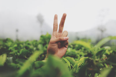 Cropped image of person hand with leaves in plant