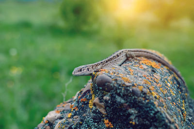 Lizard on a stone in the natural environment