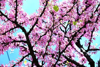 Low angle view of pink cherry blossoms in spring