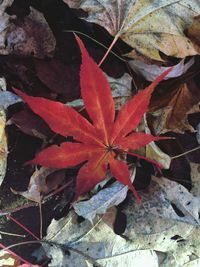 Close-up of maple leaves