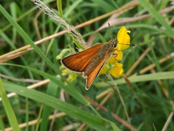 Butterfly on leaf