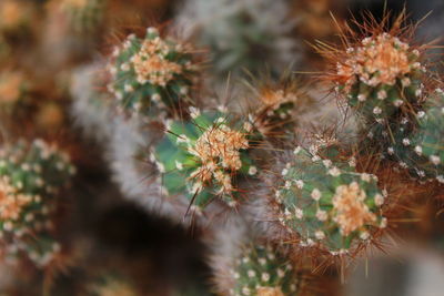 Close-up of cactus plant