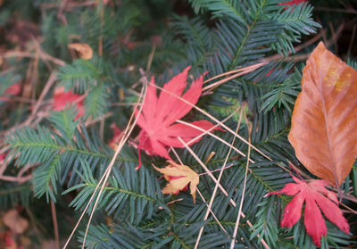 Close-up of maple leaves on plant