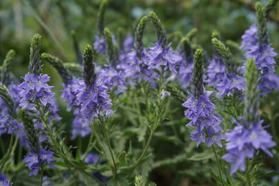 Close-up of purple flowering plants