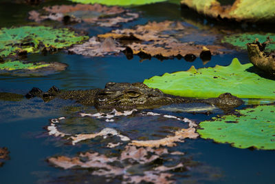 Close-up of crocodile in lake