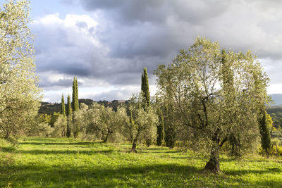 Trees on field against sky