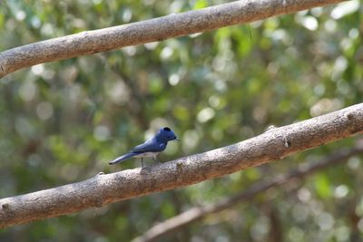 Bird perching on branch
