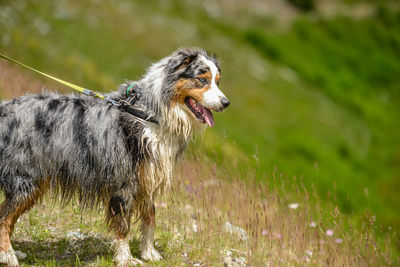 Close-up of dog on field