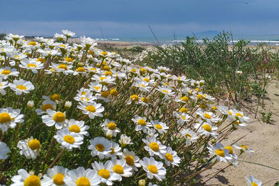 Close-up of yellow flowering plants on field