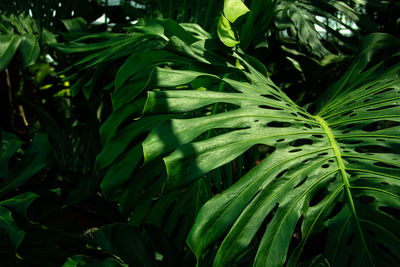High angle view of fresh green plants