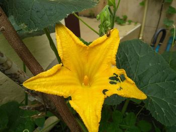 Close-up of yellow flowering plant