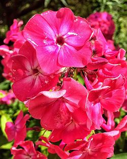 Close-up of pink flower