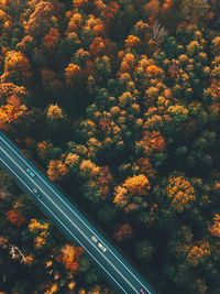 High angle view of trees by plants