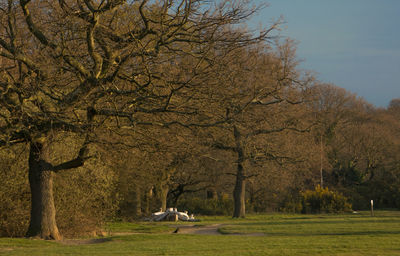 Bare trees on grassy field