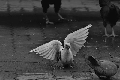 Birds on footpath