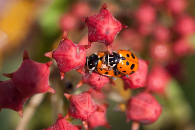 Close-up of ladybugs mating on plant