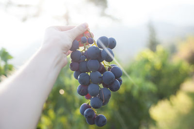 Close-up of hand holding wine grapes