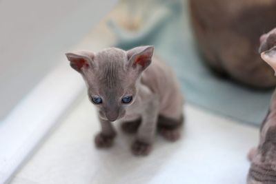 Close-up of little cornish rex kitten 