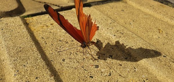 High angle view of butterfly on sand