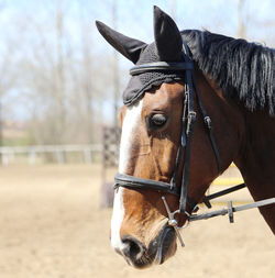 Close-up of horse in ranch