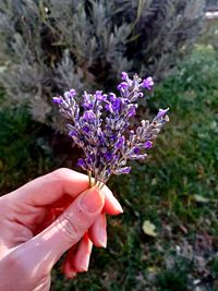 Close-up of hand holding purple flowering plant