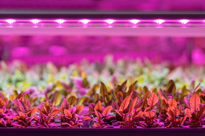 Seedlings of chard growing in hothouse under purple led light. hydroponics indoor salad factory