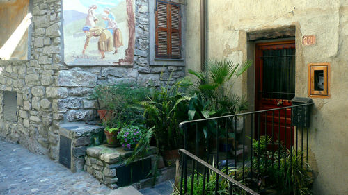 Potted plants outside building