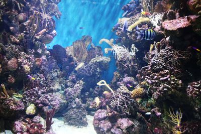 View of fishes swimming in sea