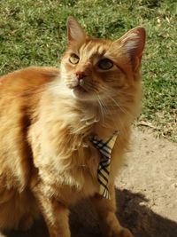 Portrait of cat on grass