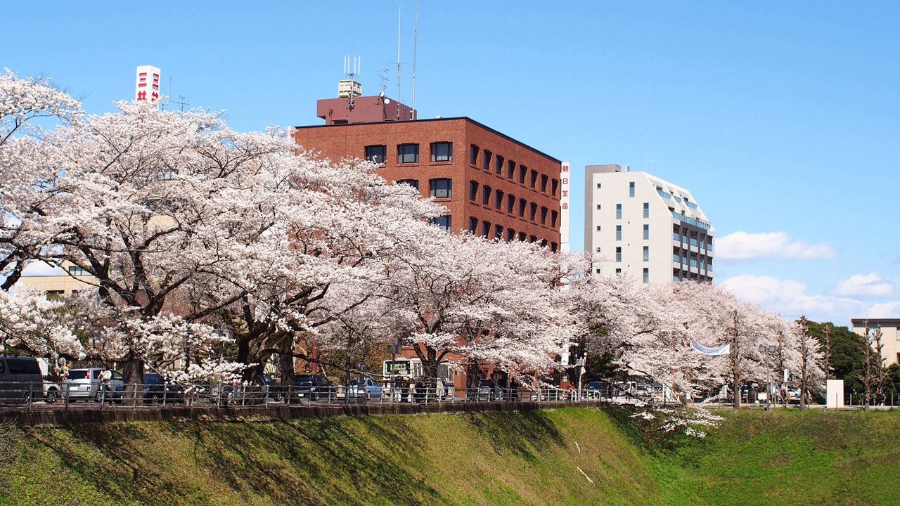 building exterior, architecture, built structure, tree, clear sky, grass, blue, house, day, bare tree, sky, field, sunlight, growth, outdoors, incidental people, lawn, residential structure, city, building