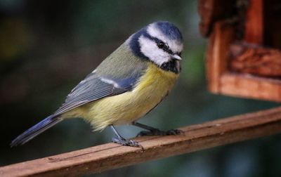 Close-up of bird perching outdoors