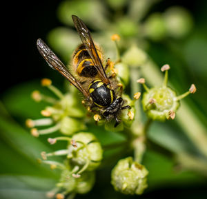 Close-up of insect on plant