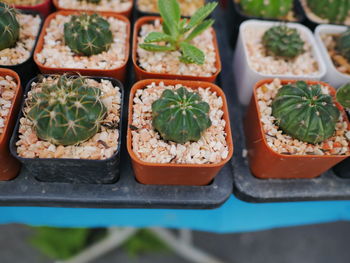 High angle view of potted plants on table