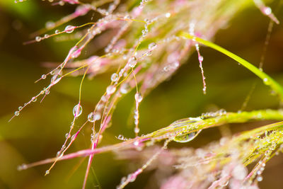 Close-up of water drops on plant