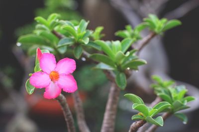 Close-up of pink flowers blooming outdoors