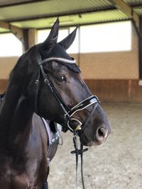 Close-up of horse in stable