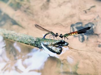 Close-up of insect