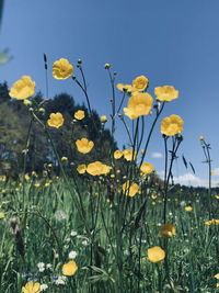 Close-up of yellow flowering plants on field against sky