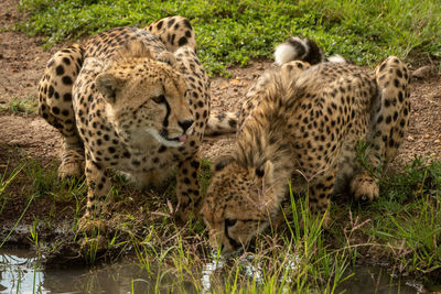 Two cheetahs lie drinking from grassy puddle