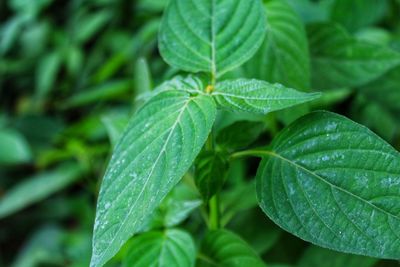 Close-up of wet plant leaves