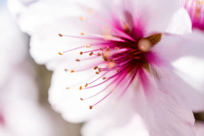 Close-up of cherry blossom