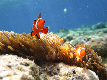 View of fish in sea