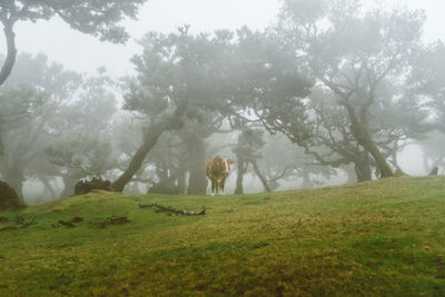 Man standing in a field