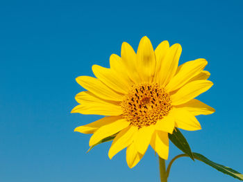 Close-up of sunflower against blue sky